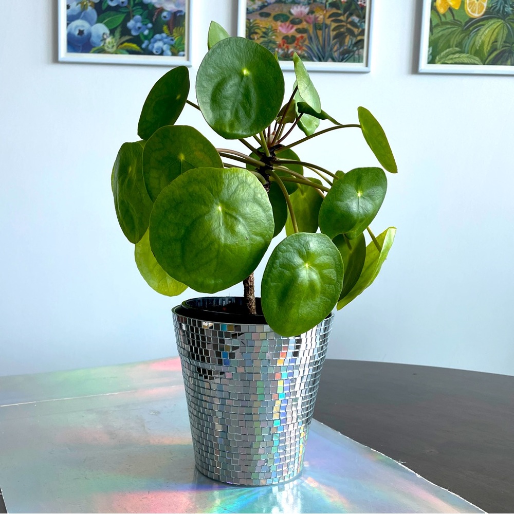 🪩 Hand Made Mirror Disco Planter ✨🪩